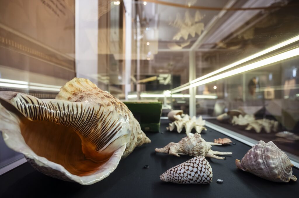 Vitrine mit Conchylien und einem aufgeschlagenen Buch